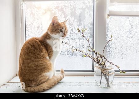 Red-white cat and branch of willow tree in glass jar on windowsill. In the background frosty pattern on window. Cozy home concept Stock Photo