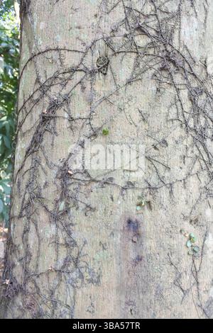 the texture of the bark, the old and mossy tree bark and the cracks on the surface look unique, the pattern is very natural and is good as a backgroun Stock Photo