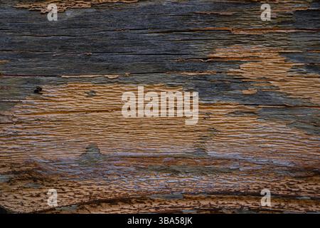 Close-up of a weathered, worn piece of wood with shades of peeling yellow, brown and white paint on gray wood texture aged by exposure to elements. Stock Photo