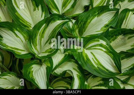 WA28454-00...WASHINGTON - Lovely member of the Hosta family growing in the Kubota Gardens, a Seattle city park. Stock Photo