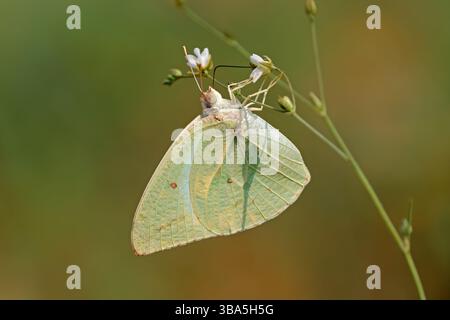 An African migrant butterfly (Catopsilia florella) sitting on a plant, South Africa Stock Photo
