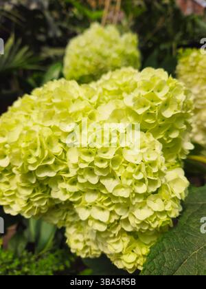 Lime Green Hydrangea Macro Close-Up in Full Bloom Stock Photo