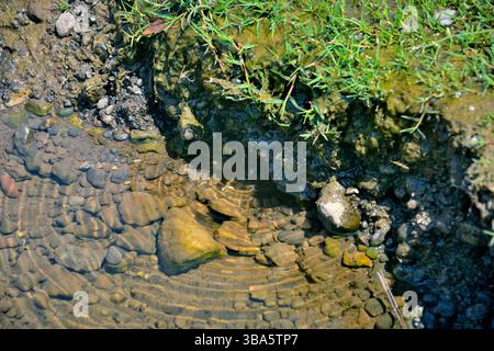 Tranquil scene, Symmetrical circles and waves on water surface after splash, near Mahuli Sangam, Satara, Maharashtra, India Stock Photo