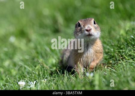 European ground squirrel (souslik) walking on green grass near Schloss Hof in Austria Stock Photo