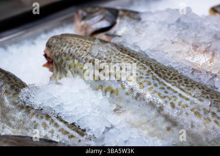 Several fish are currently resting on a bed of ice in a tray, perfectly prepared for various culinary uses and dishes Stock Photo
