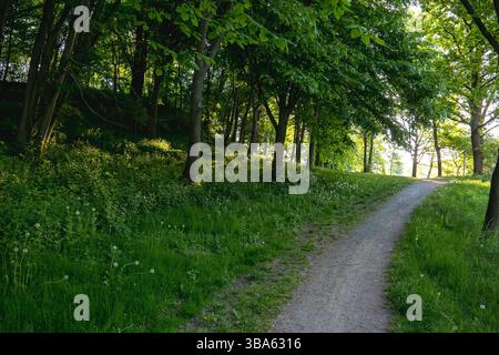 A winding gravel path through a sunlit deciduous woodland in summer, with lush green undergrowth and dappled evening light. Stock Photo