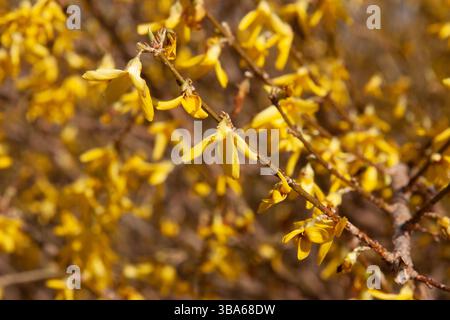 Bright Yellow Forsythia Flowers on Solid Yellow Background Spring Floral Pattern. Spring background Stock Photo