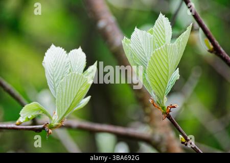 Fresh leaves of Aria edulis, whitebeam deciduous tree. Sorbus aria plant in spring. Stock Photo