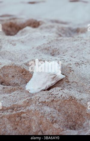 White Conch Shell Resting in Wedding Sand Stock Photo