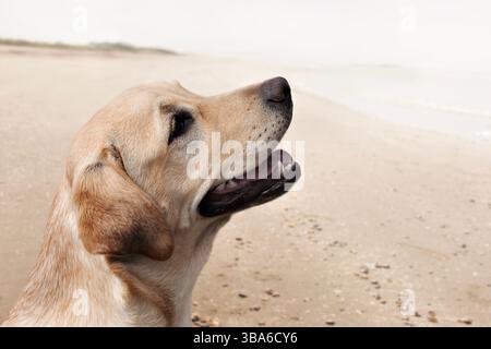 Faithful dog looks at the owner with love on the beach, concept of trust and companionship Stock Photo