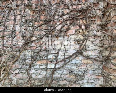 Weathered brick wall covered with dry, tangled vines in early spring Stock Photo