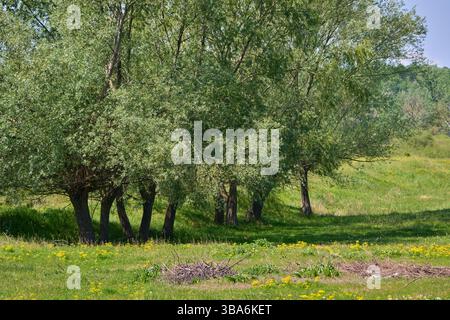 Cluster of white willow trees (Salix alba) with thick green foliage surrounded by grass and wildflowers in a sunny meadow Stock Photo