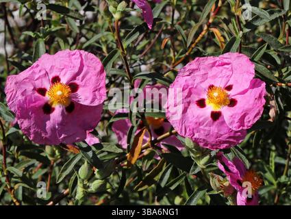 Purple Cistus, Orchid Rockrose, Cistus x purpureus, Cistaceae, Europe. Hybrid Cultivar. Stock Photo