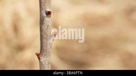 Early spring, buds begin to swell and bloom on fruit trees in garden Stock Photo