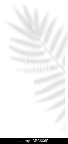 Realistic transparent shadow of a fern leaf. The shadow overlay effect of a tropic palm branch. Mockup with tropic leaves shadow. Vector illustration Stock Vector