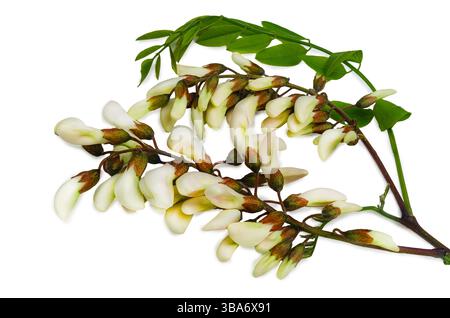 Close-up of acacia branch decorated with white buds and green leaves, showing the delicate beauty of nature in spring. Stock Photo
