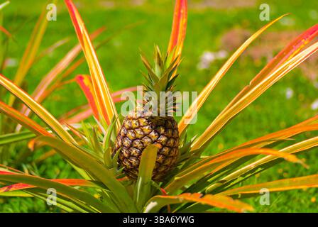 Close-up shot of a growing pineapple or Ananas Comosus Stock Photo - Alamy