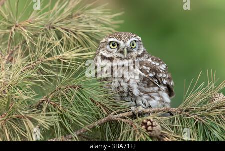 Little Owl in Springtime, perched on a fallen Scots Pine tree with pine cones,  facing front with large yellow eyes. Close up.  Scientific name: Athen Stock Photo