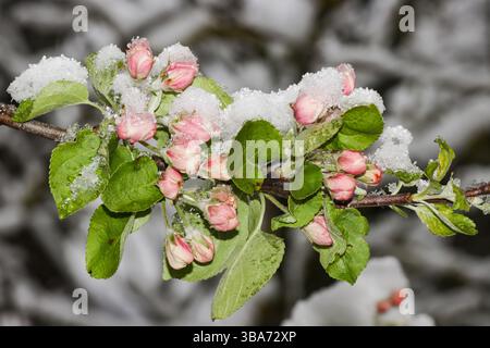 Apple tree blooming in spring under the snow Stock Photo