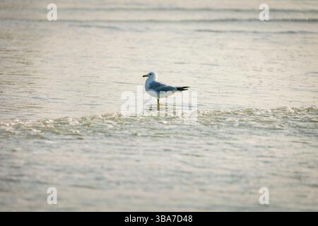 A single white seagull bird standing at the shoreline at sea level in Garden City Beach, SC on a summer morning. Shallow focus is on the bird. Stock Photo