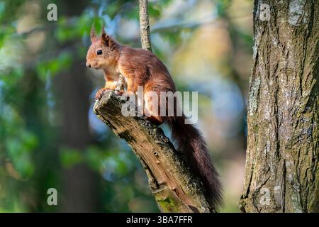 A red squirrel perches on a tree trunk, alert and facing left, its fluffy tail curled high above its back in a typical pose. Stock Photo