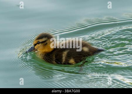 A duckling floats serenely on still water, its yellow and brown down catching the sunlight as it swims close to the camera. Stock Photo