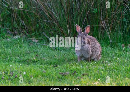 Grey rabbit sitting in a lush meadow, surrounded by fresh grass and basking in the natural sunlight. Stock Photo