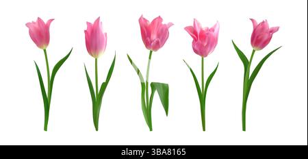 Set of pink fresh isolated tulip flowers. Collection of realistic spring isolated tulip for bouquets, floral arrangements, mothers day invitations Stock Vector