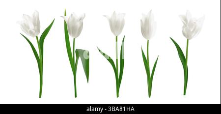 Set of white isolated realistic tulip flowers. Fresh spring tulips for greeting cards 8 march, mothers day, bouquets invitations, posters. Vector Stock Vector