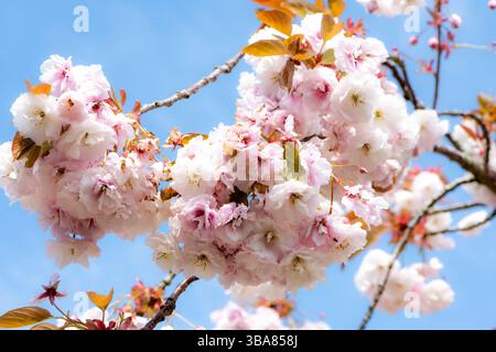 Flowering cherry blossom in the garden at Hinton Ampner country house, Hampshire, UK Stock Photo