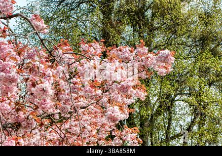 Flowering cherry blossom in the garden at Hinton Ampner country house, Hampshire, UK Stock Photo