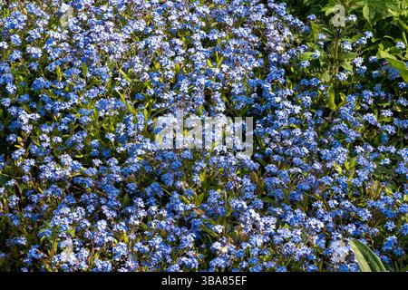 Myosotis sylvatica, the wood or woodland forgot-me-not. Hinton Ampner, Hampshire, UK Stock Photo