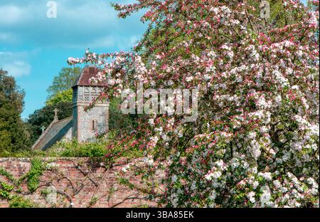 Crab apple in blossom in the gardens at Hinton Ampner country house, Hampshire, UK Stock Photo