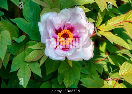 Flowering Peony, Hinton Ampner, Hampshire, UK Stock Photo