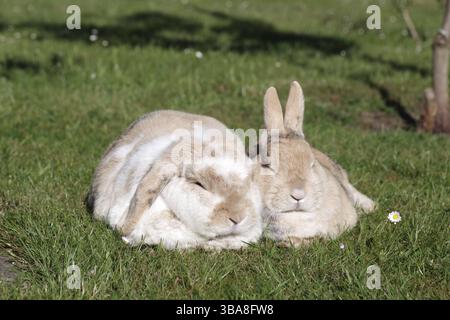 Domestic rabbit (Oryctolagus cuniculus domestica), ram rabbit, 2, garden, floppy ear, lawn, resting, breed, two different rabbits lying together in th Stock Photo