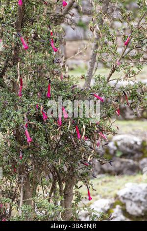 Hummingbird (Trochilidae), Cantuta (plural cantutas), Tambomachay, Cusco, Peru, South America Stock Photo