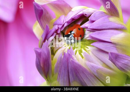 Ladybird on a dahlia bud Stock Photo
