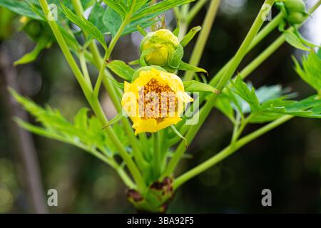 A yellow flower starting to open on a tree peony Stock Photo