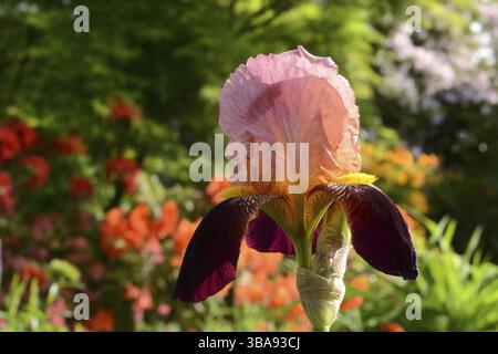 Bearded iris Stock Photo