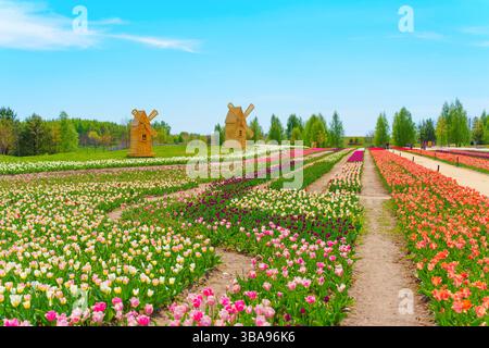 Vibrant tulip fields in various colors with traditional windmills under a clear blue sky, showcasing springtime beauty and agricultural landscape. Stock Photo