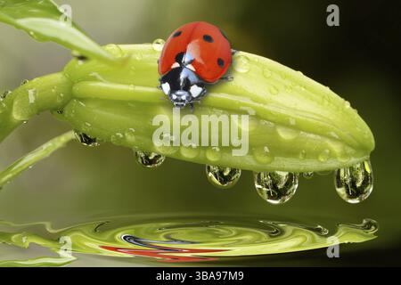 Ladybird on a dahlia bud Stock Photo
