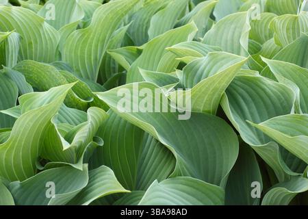 Hosta Krossa Regal plantain lily displaying characteristic grey blue leaves in late spring .UK Stock Photo
