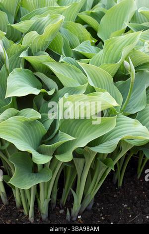 Hosta Krossa Regal plantain lily displaying characteristic grey blue leaves in late spring .UK Stock Photo