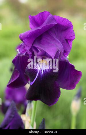 Iris Sable, a fragrant perennial displaying characteristic deep purple standards and falls in late spring. UK Stock Photo