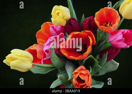 A beautiful bouquet of colourful tulips on a dark background. Floral background Stock Photo