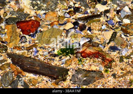 Colourful background on the seashore, ideal as a decorative photograph Stock Photo