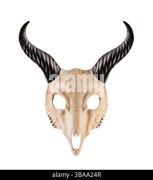 Animal skull with long horns isolated on white background Stock Photo