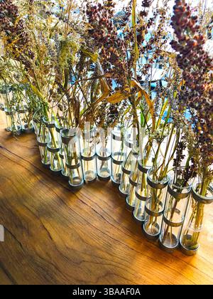 Row of glass vases filled with dried herbs, flowers and grasses as display in restaurant window - Tours, Indre-et-Loire (37), France. Stock Photo