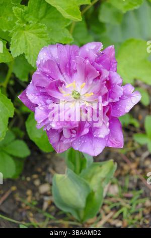 Fading purple double tulip with raindrops on its petals, nestled among green foliage in a spring garden. It shows signs of ageing, yet retains beauty Stock Photo