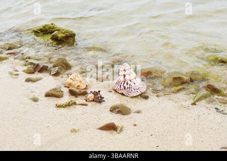 Beautiful natural Cittarium Pica shell with another small seashells on the waves splashing beach Stock Photo